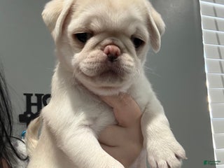 Pug dogs Pugsywugsy - Ad 42