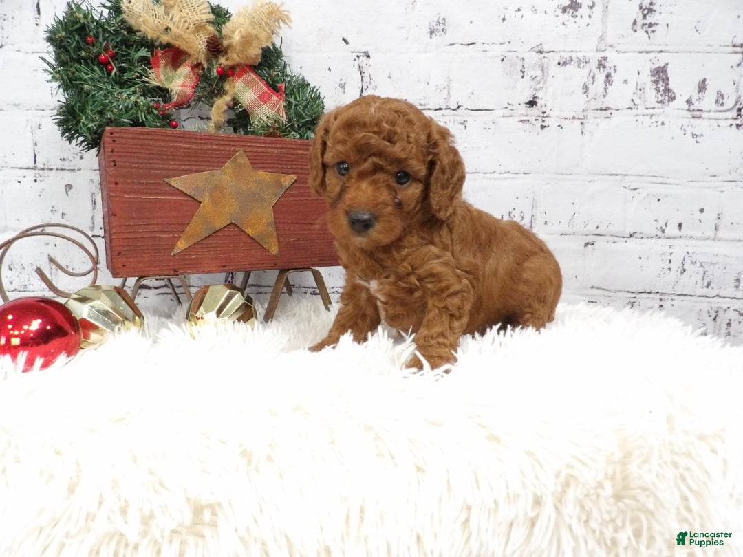 Miniature Poodle dogs for sale: Gaberiel - Ad 1