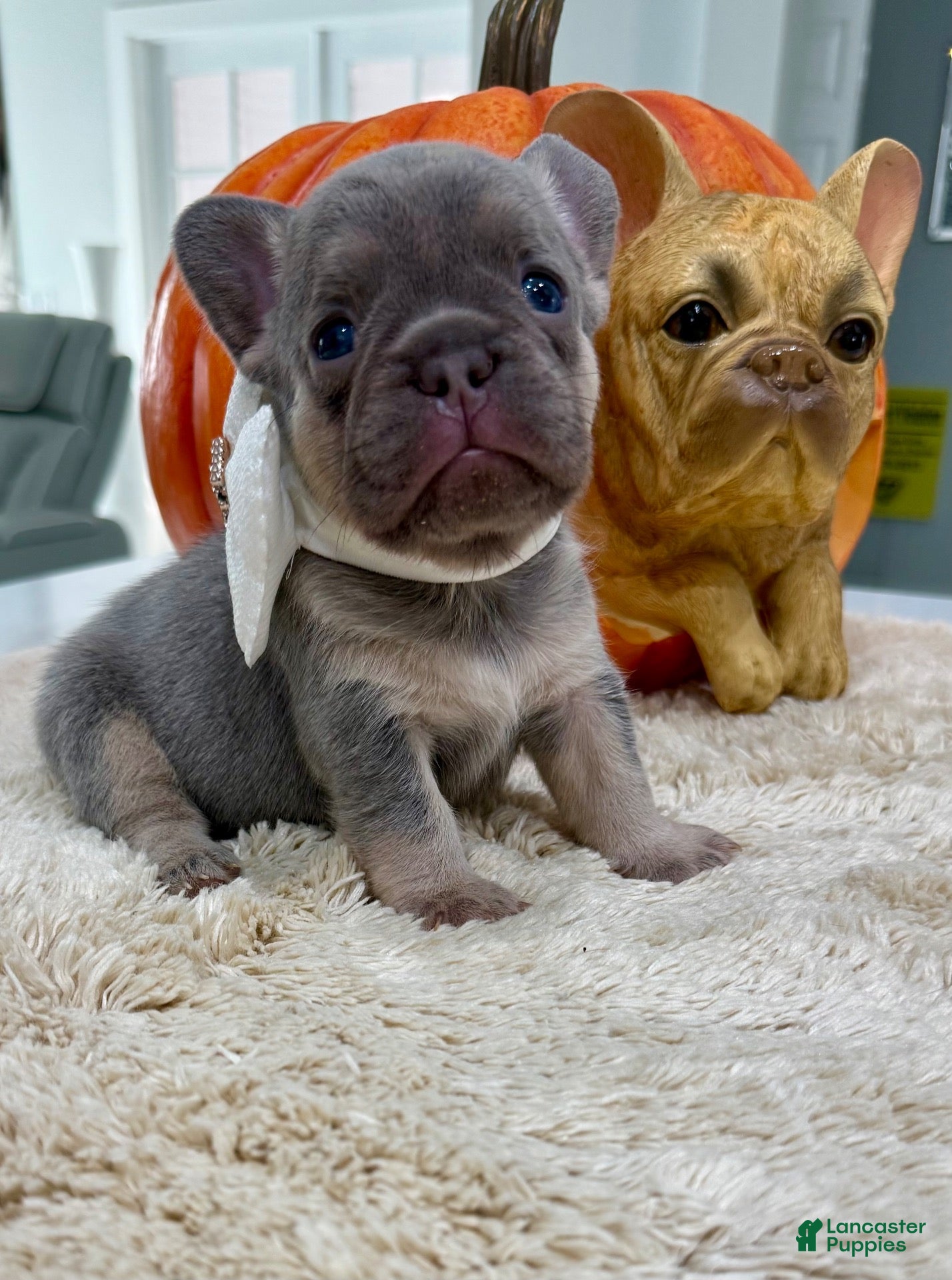 French Bulldog dogs Samantha - Ad 2