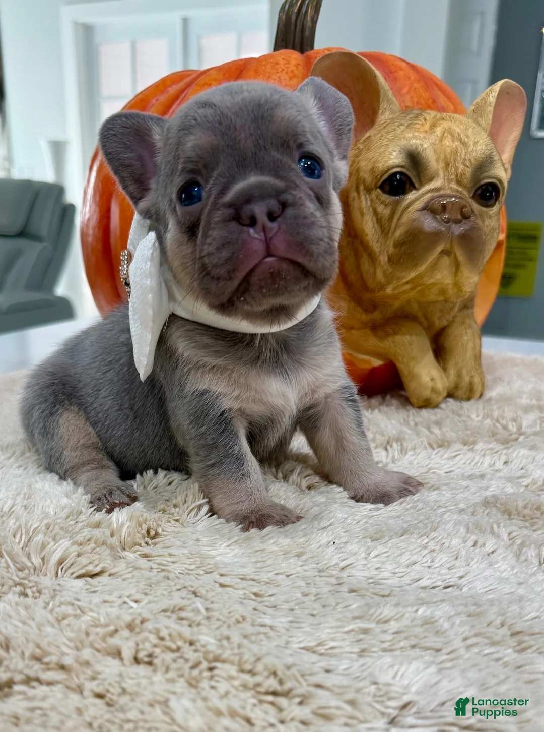French Bulldog dogs for sale: Samantha - Ad 2
