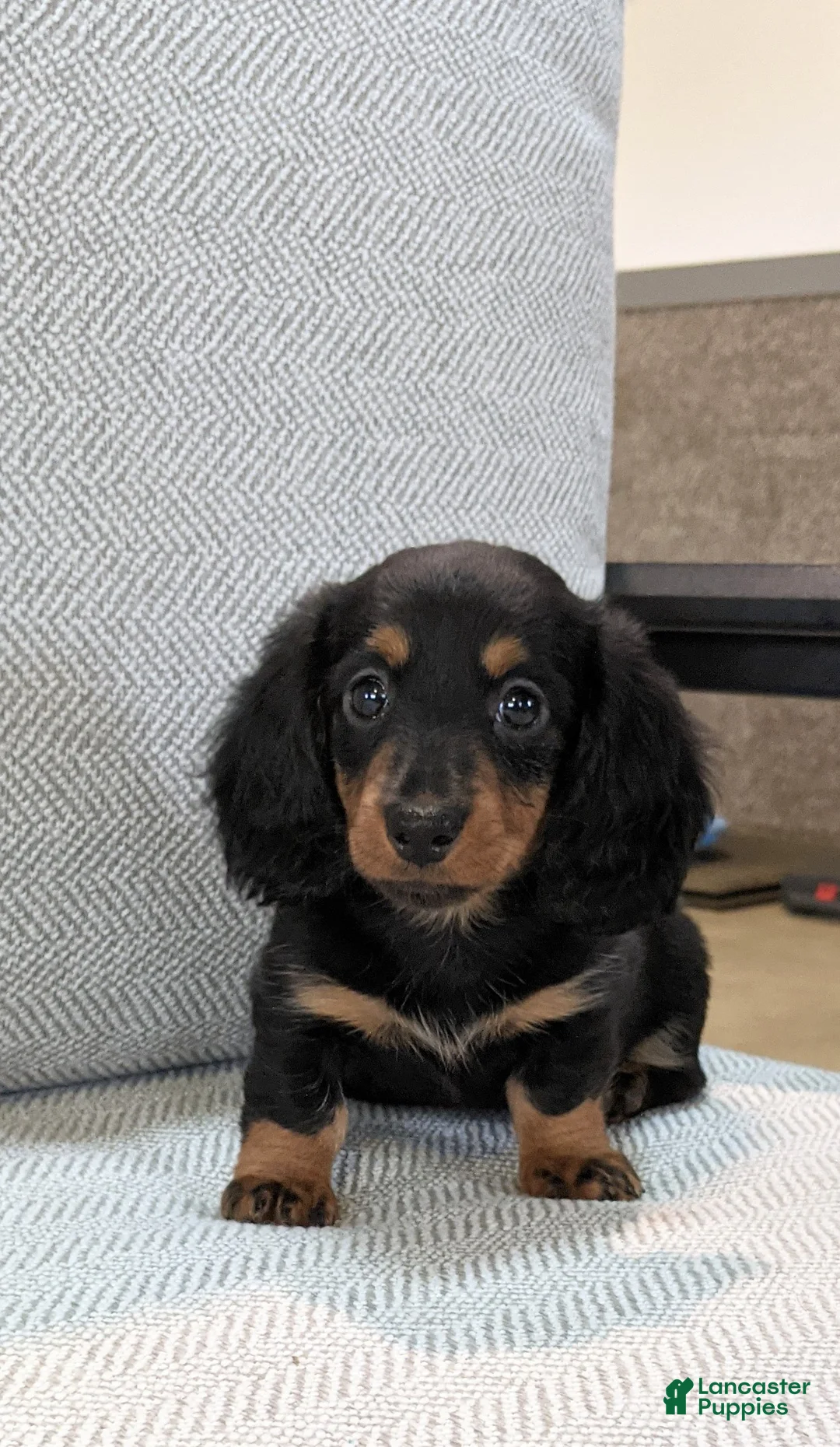 Miniature Dachshund dogs for sale: Bella  - Ad 1