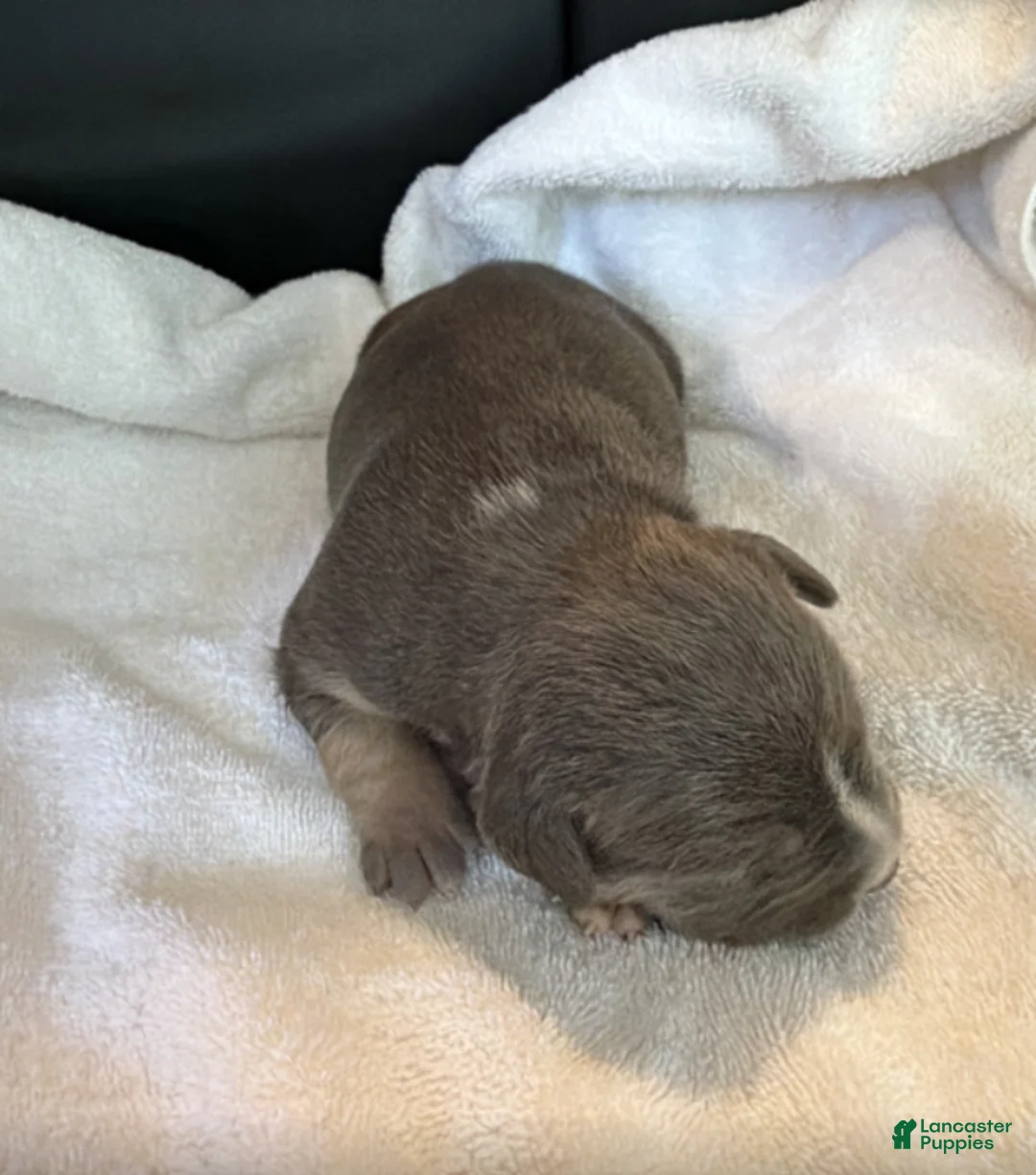 American Bully dogs for sale: Dennis - Ad 2