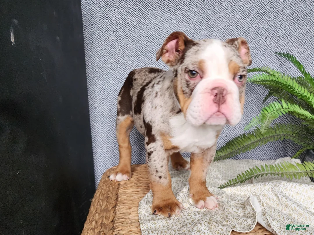 English Bulldog dogs for sale: Fletch - Ad 23