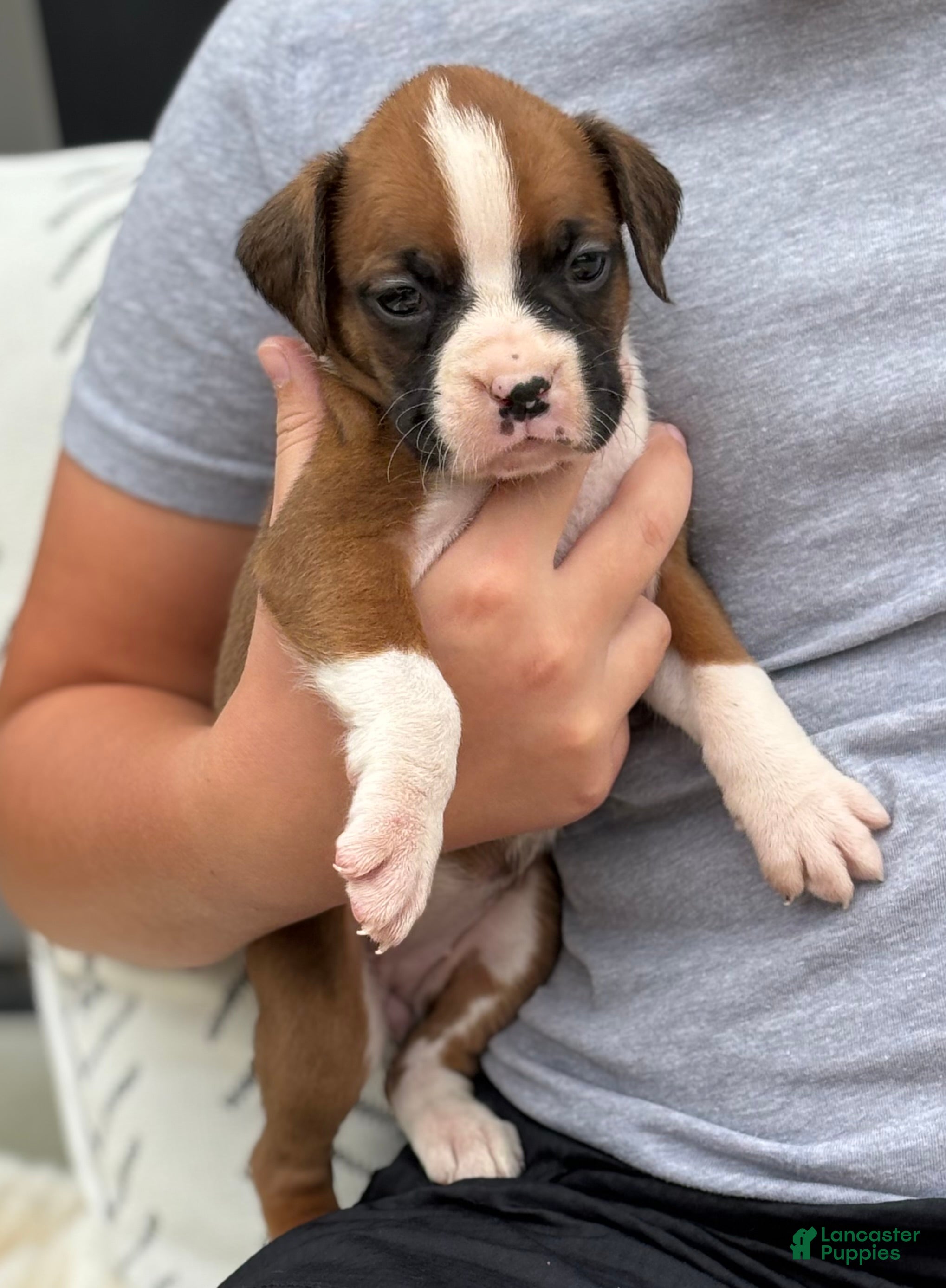 Boxer dogs Stella - Ad 1