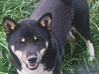 Shiba Inu dogs Bret - Ad 34