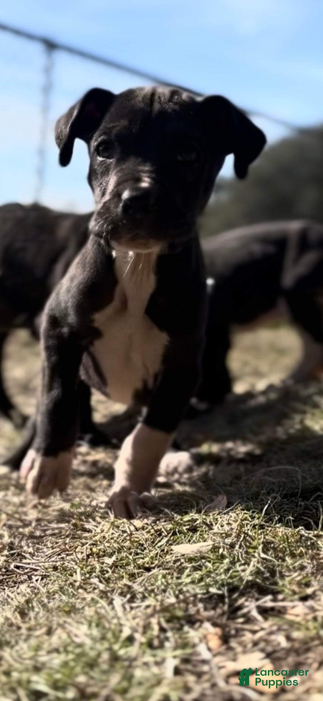 Great Dane dogs for sale: Great Dane Puppy 2 - Ad 4