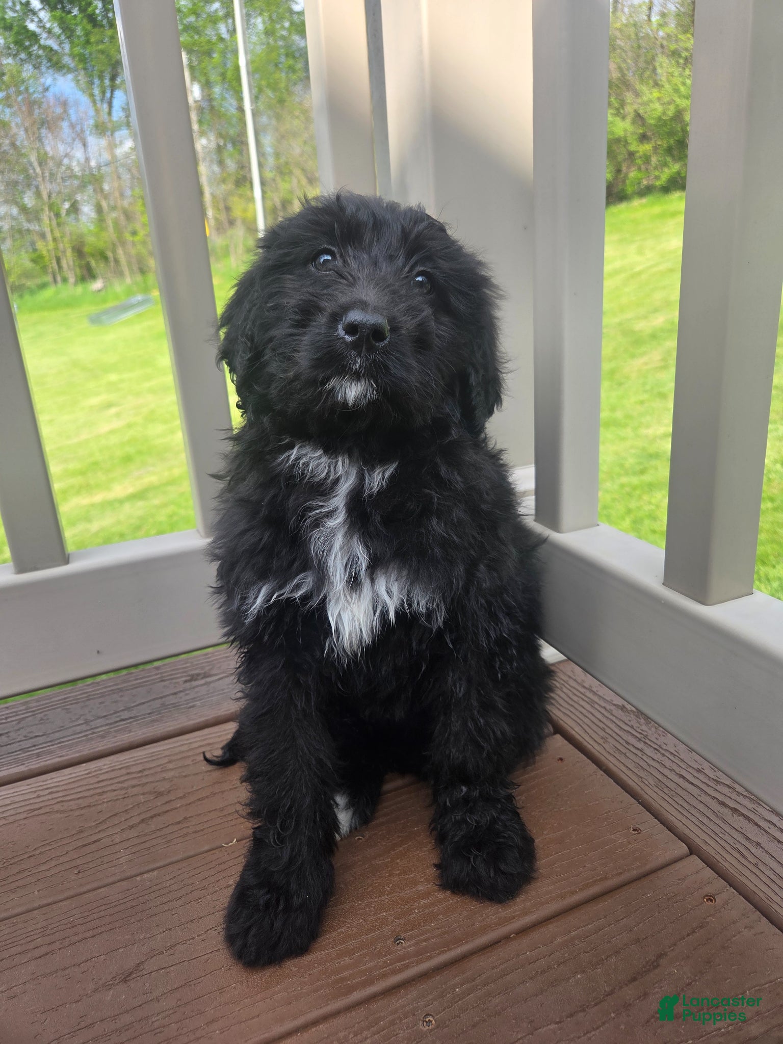 Bernedoodle dogs Bernedoodle Puppy 3 - Ad 2