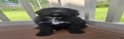 Bernedoodle dogs for sale: Bernedoodle Puppy 3 - Ad 2