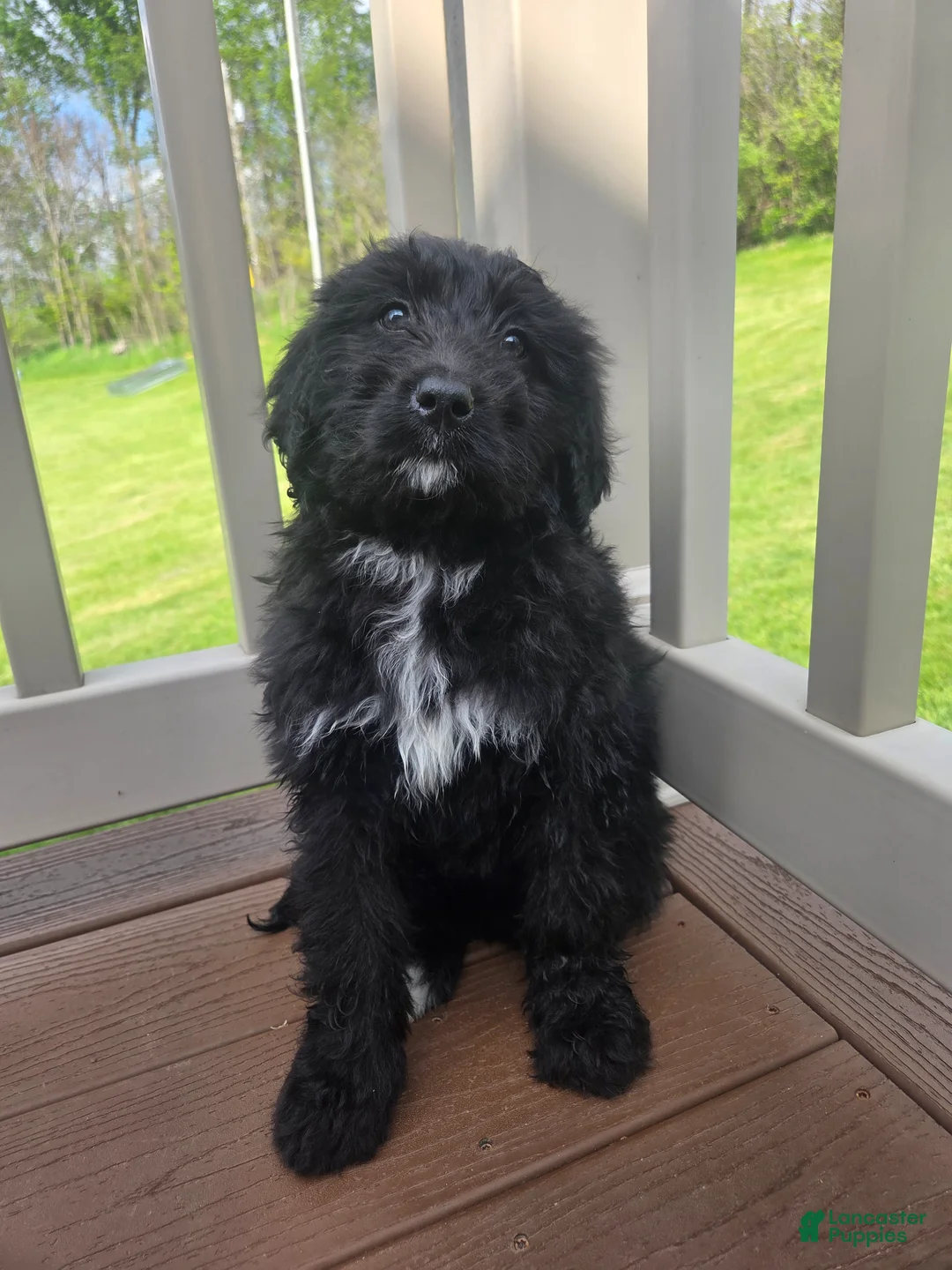 Bernedoodle dogs for sale: Bernedoodle Puppy 3 - Ad 2