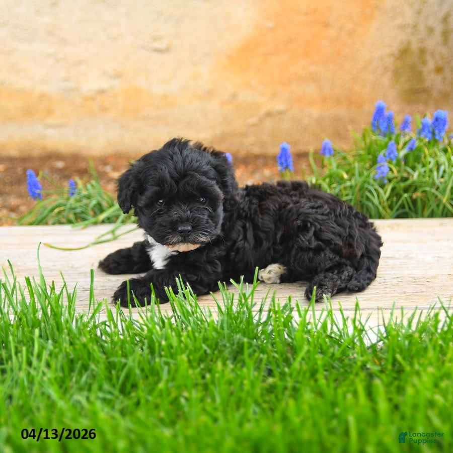 Havapoo dogs Jasmine - Ad 2