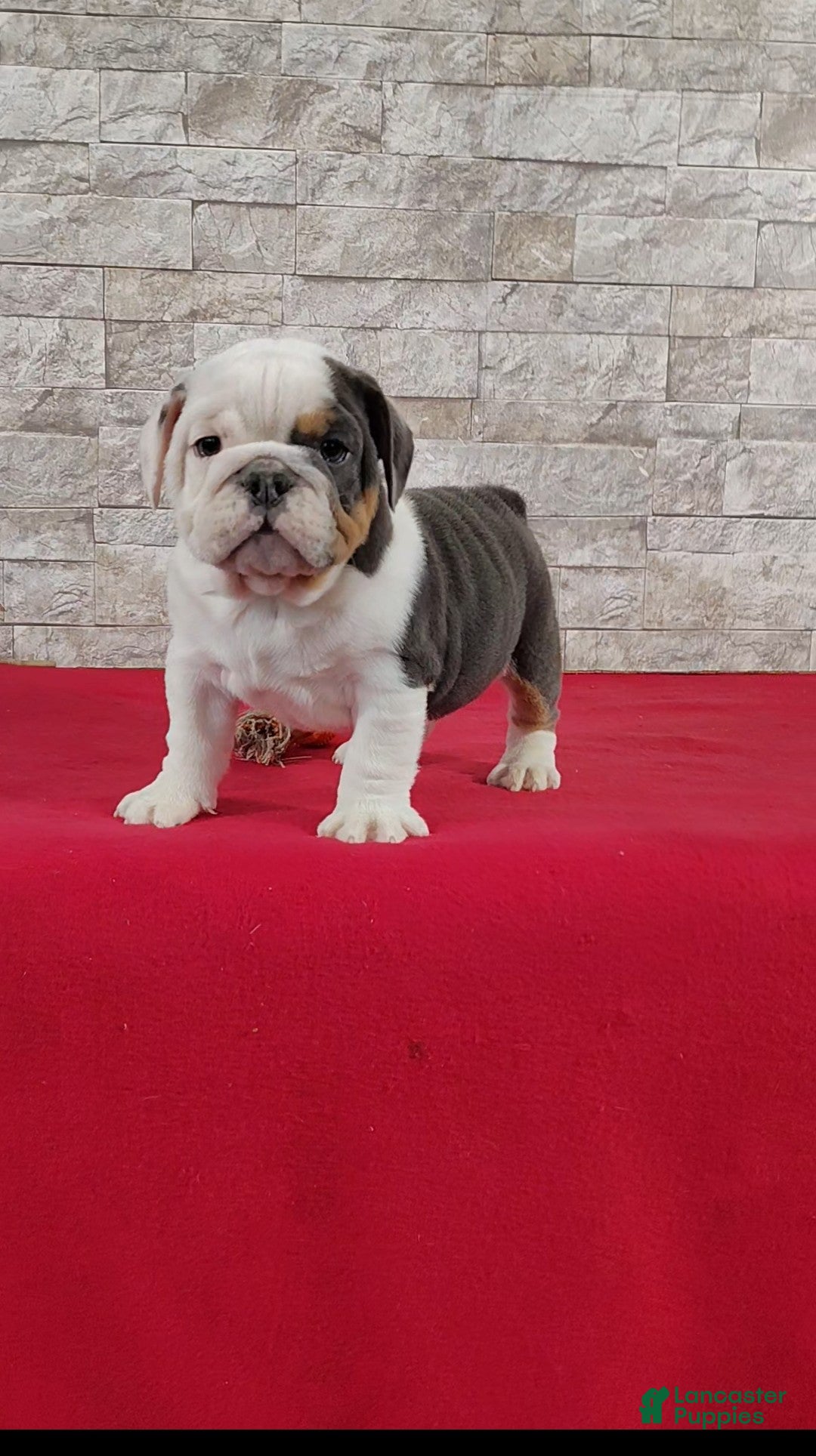English Bulldog dogs Stanton - Ad 1