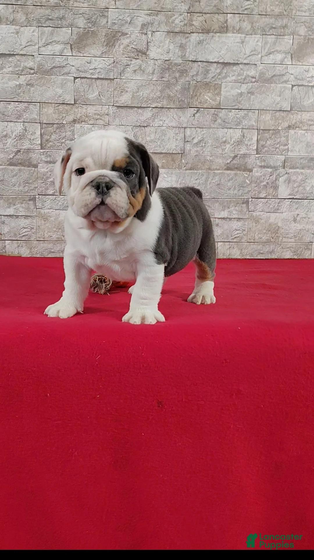 English Bulldog dogs for sale: Stanton - Ad 1