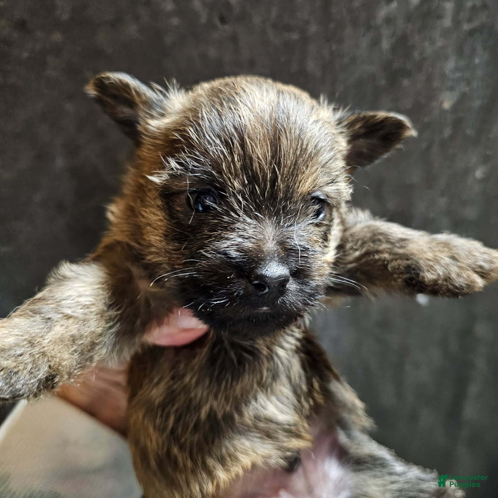 Cairn Terrier dogs for sale: Girl - Ad 30