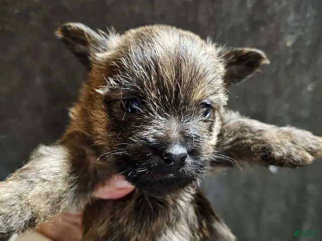 Cairn Terrier dogs for sale: Girl - Ad 30