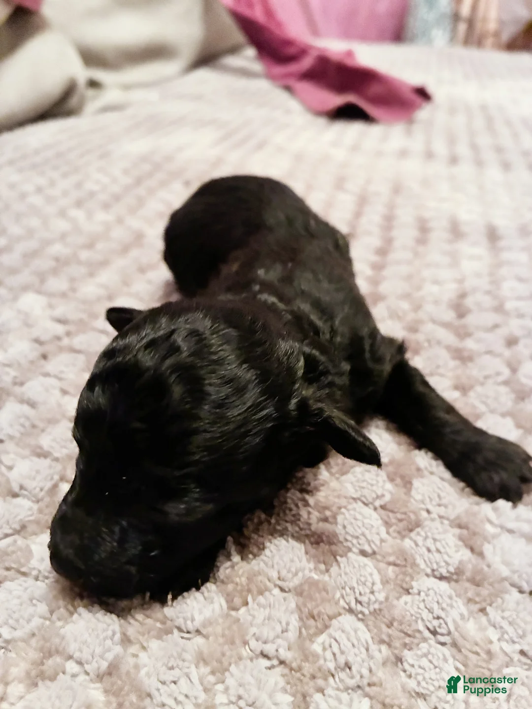 Toy Poodle dogs for sale: Alexas Toy Poodle Puppy - Ad 2