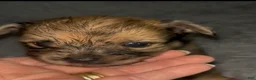 Chiweenie dogs for sale: T-Rex  - Ad 4