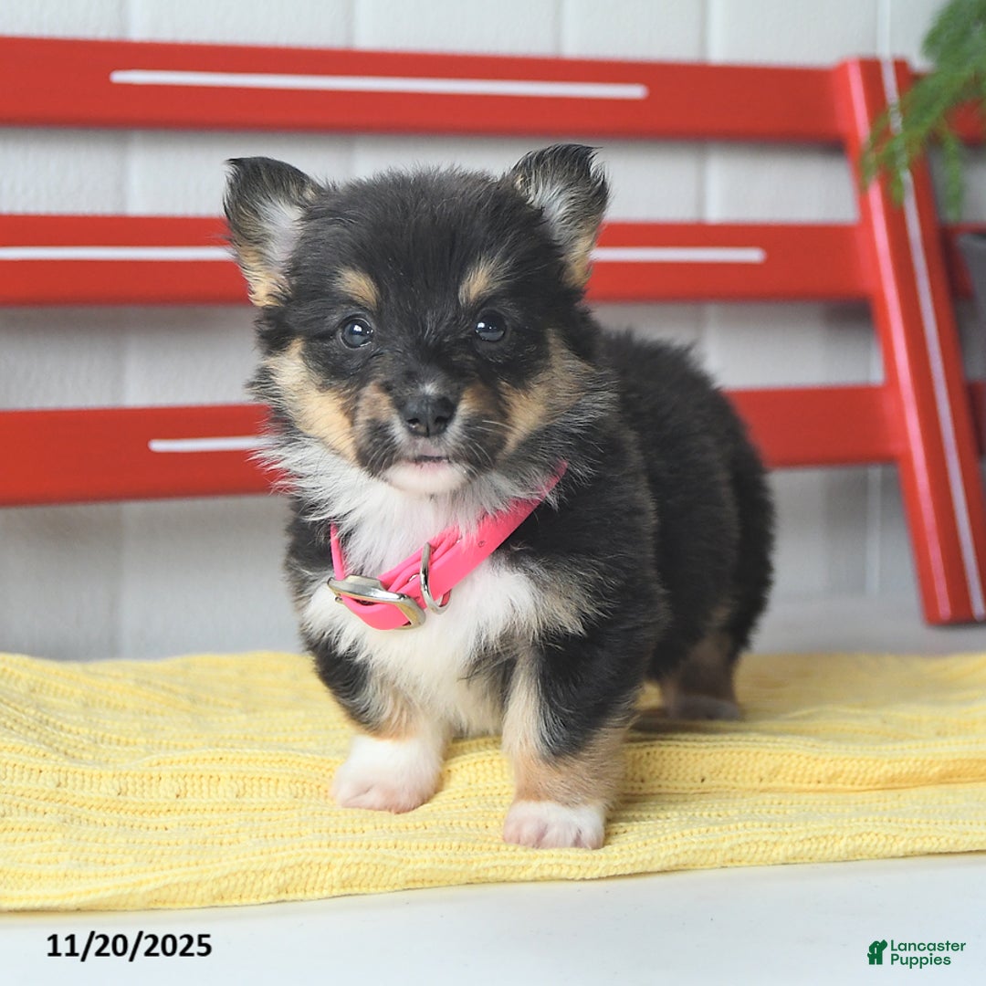 Welsh Corgi Pembroke dogs for sale: Fluffy Tootsie Roll - Ad 6