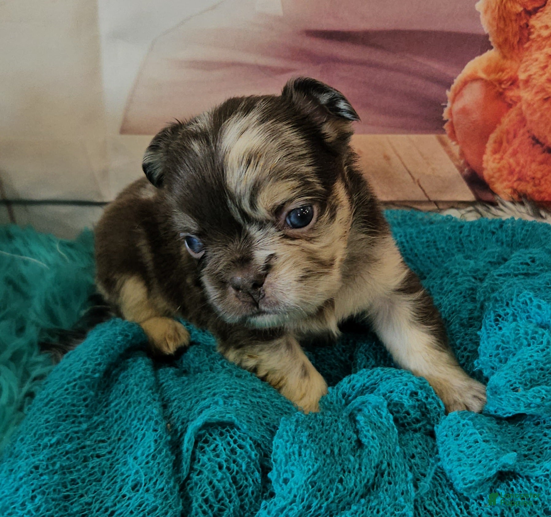 French Bulldog dogs French Bulldog Puppy 5 - Ad 1