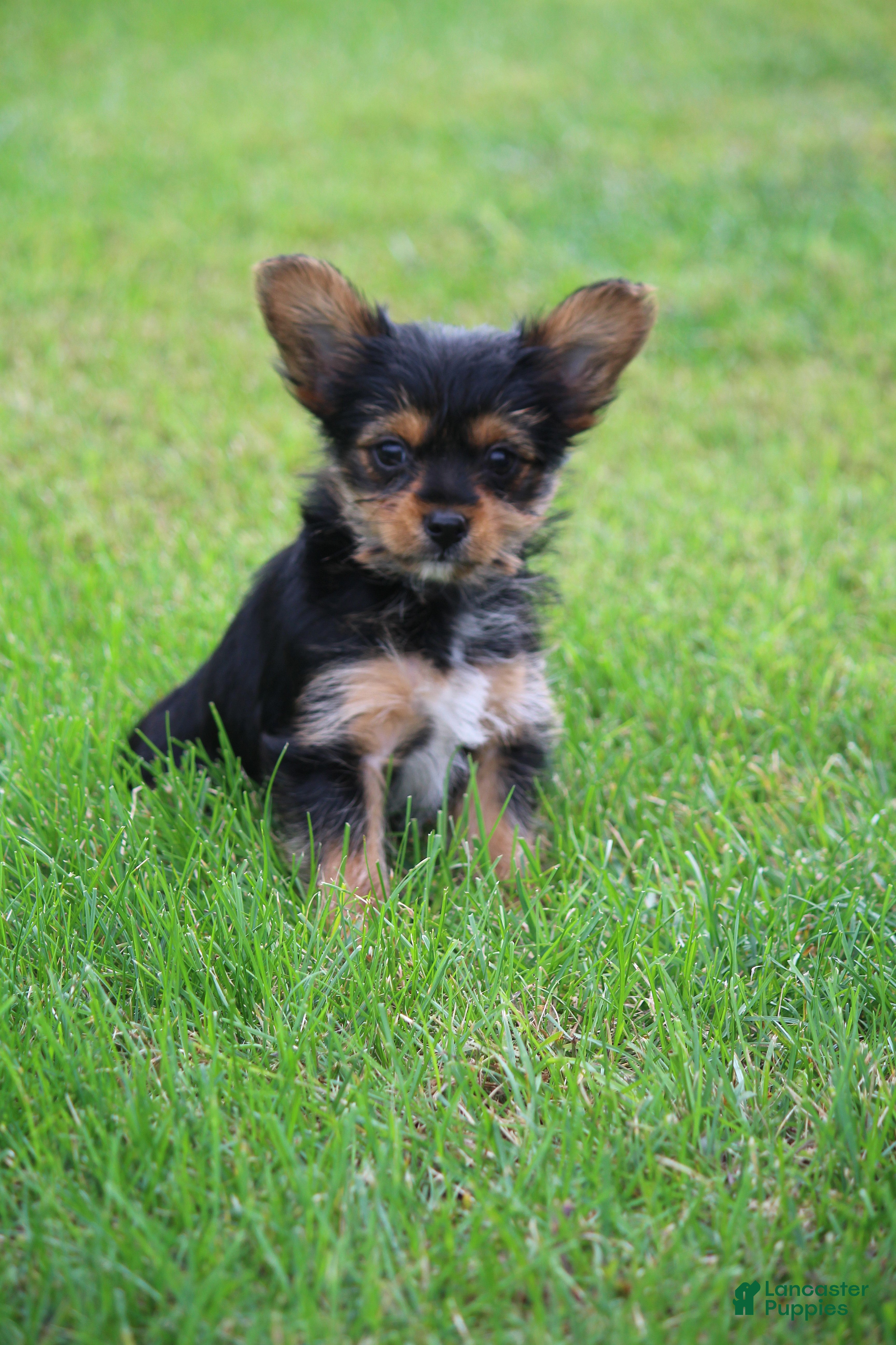 Yorkshire Terrier dogs Cairo - Ad 1