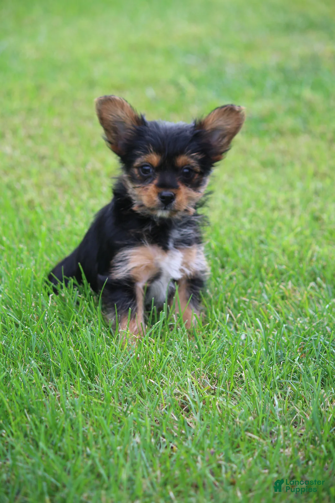 Yorkshire Terrier dogs for sale: Cairo - Ad 1