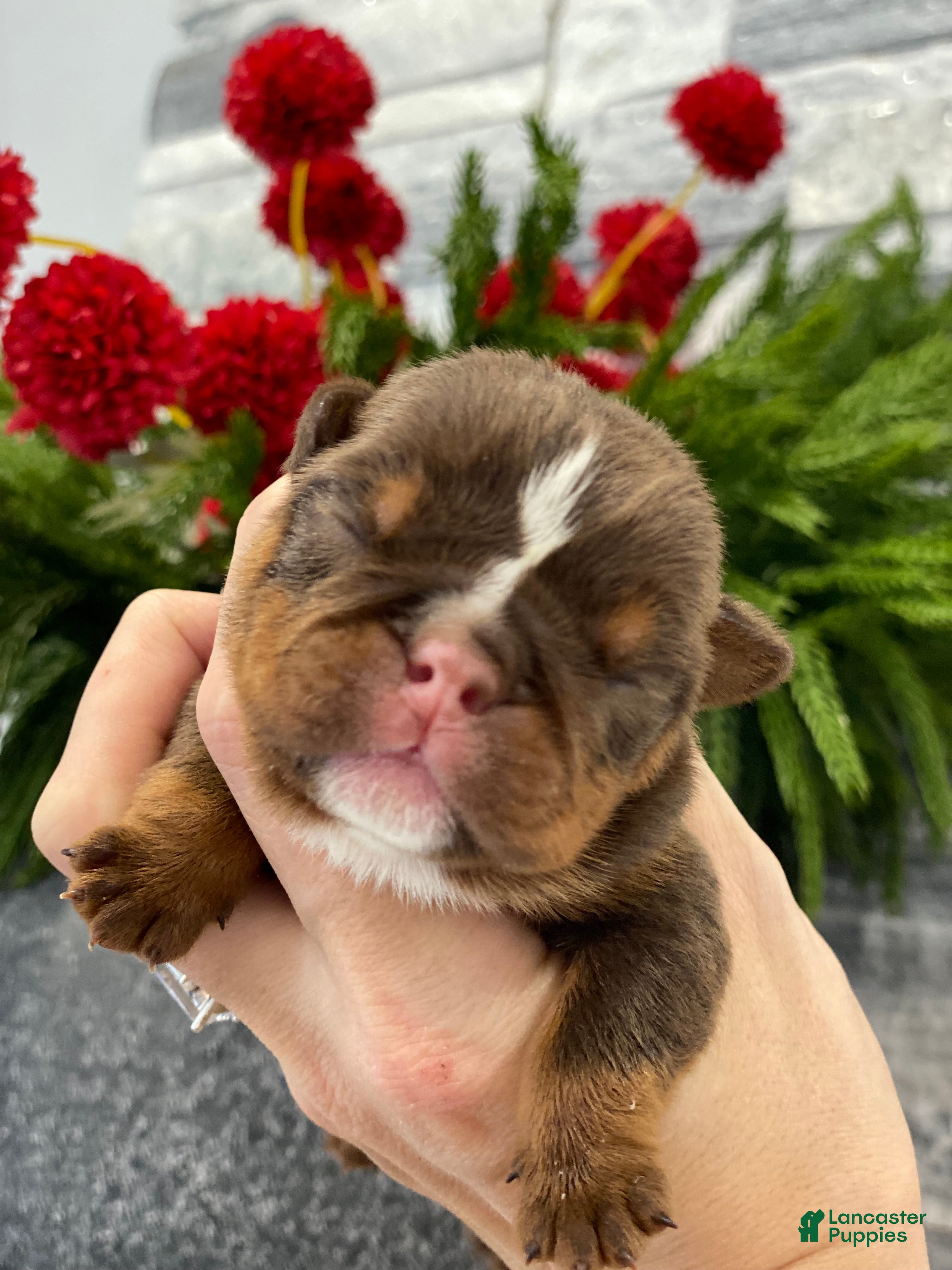 English Bulldog dogs Smooches - Ad 20