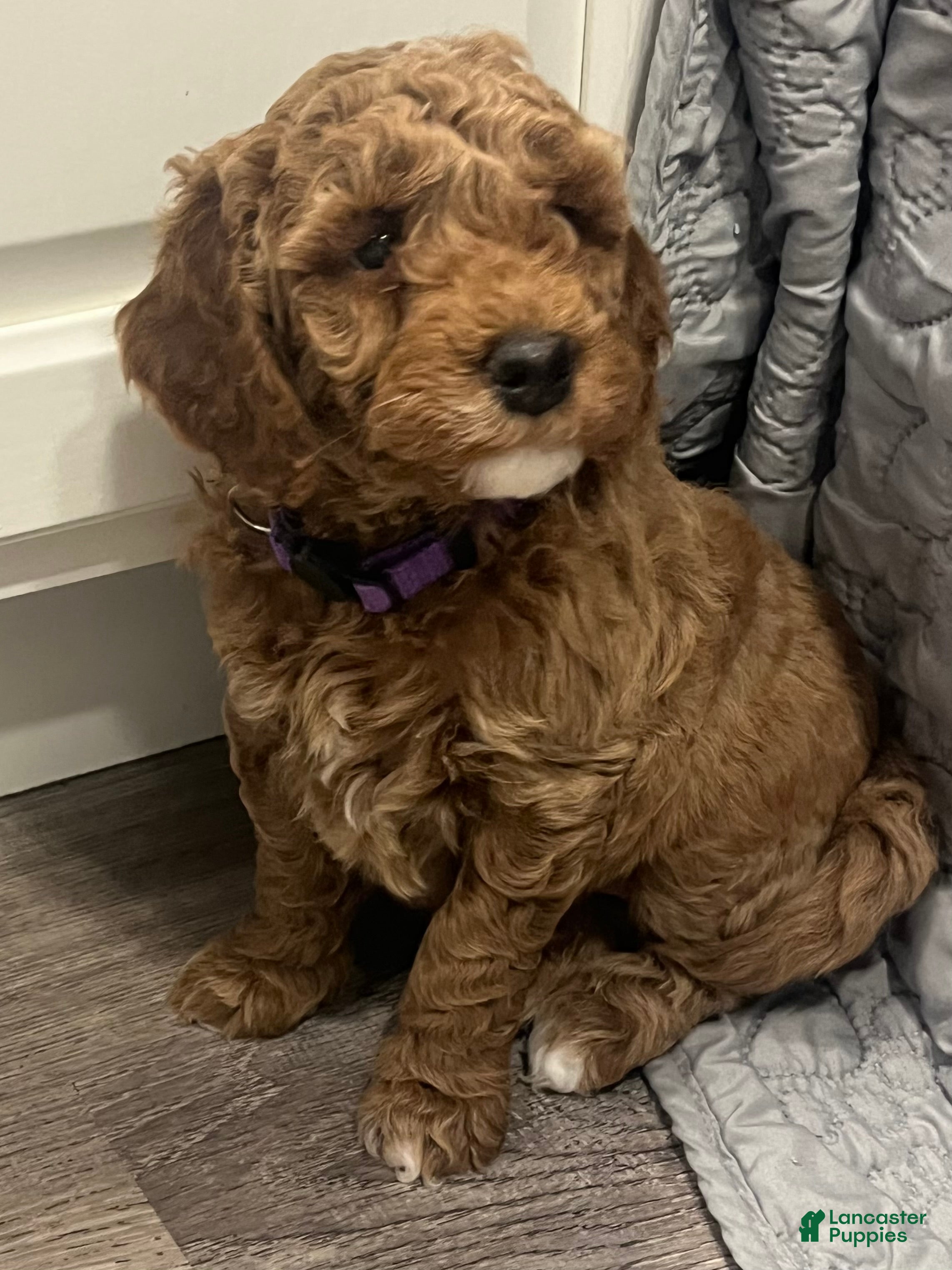 Mini Goldendoodle dogs Nylah - Ad 2
