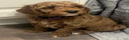 Mini Goldendoodle dogs for sale: Nylah - Ad 3