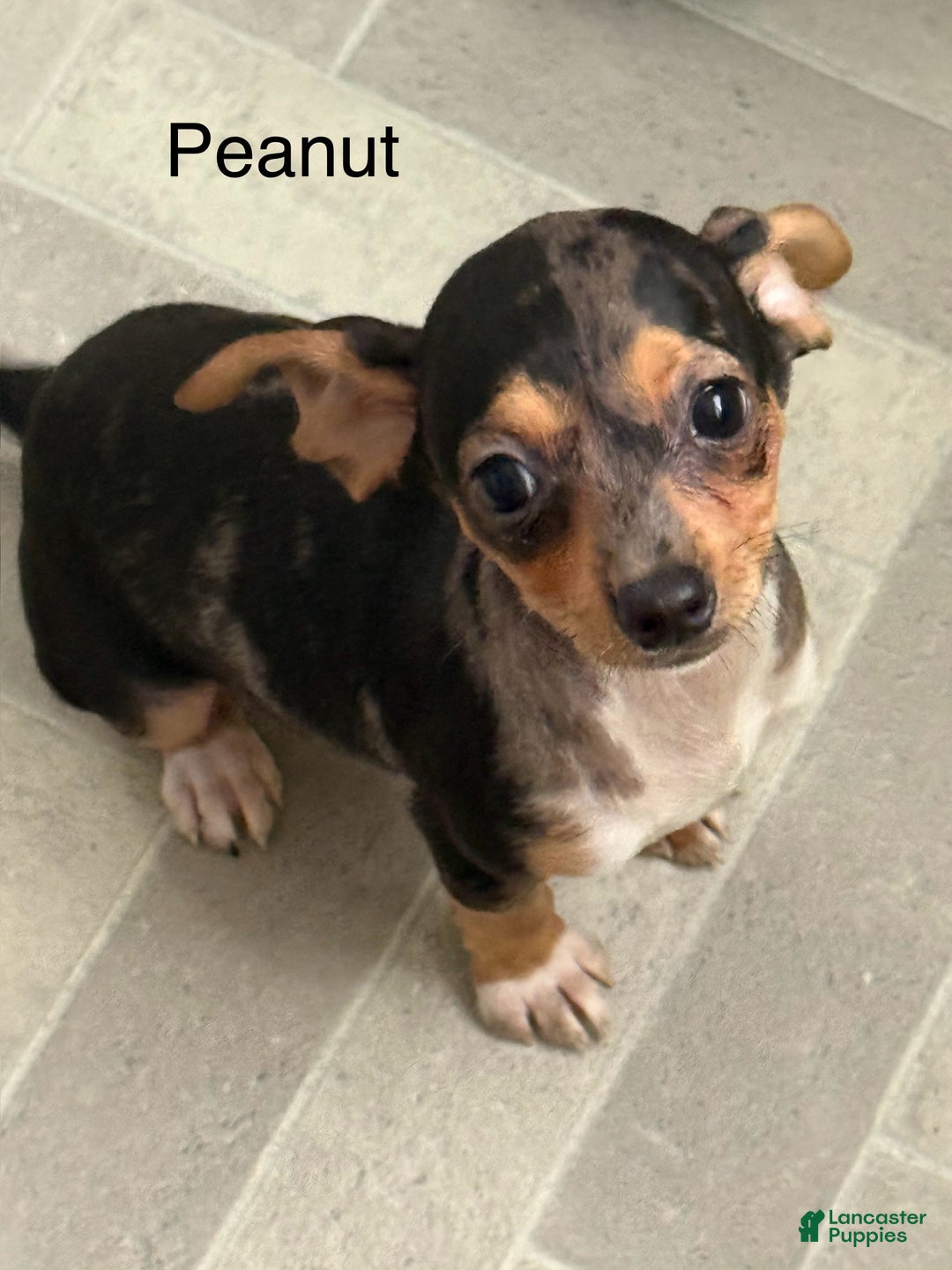 Chihuahua dogs for sale: Chihuahua Puppy 2 - Ad 1