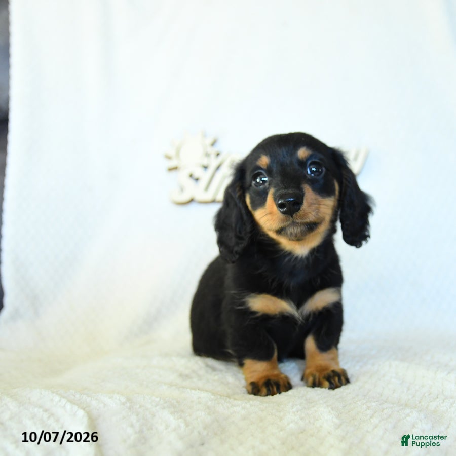 Caleb (Dachshund, Male) in Leola, PA