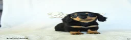 Miniature Dachshund dogs for sale: Caleb - Ad 1