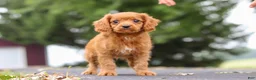 Cavapoo dogs for sale: Dax - Ad 5