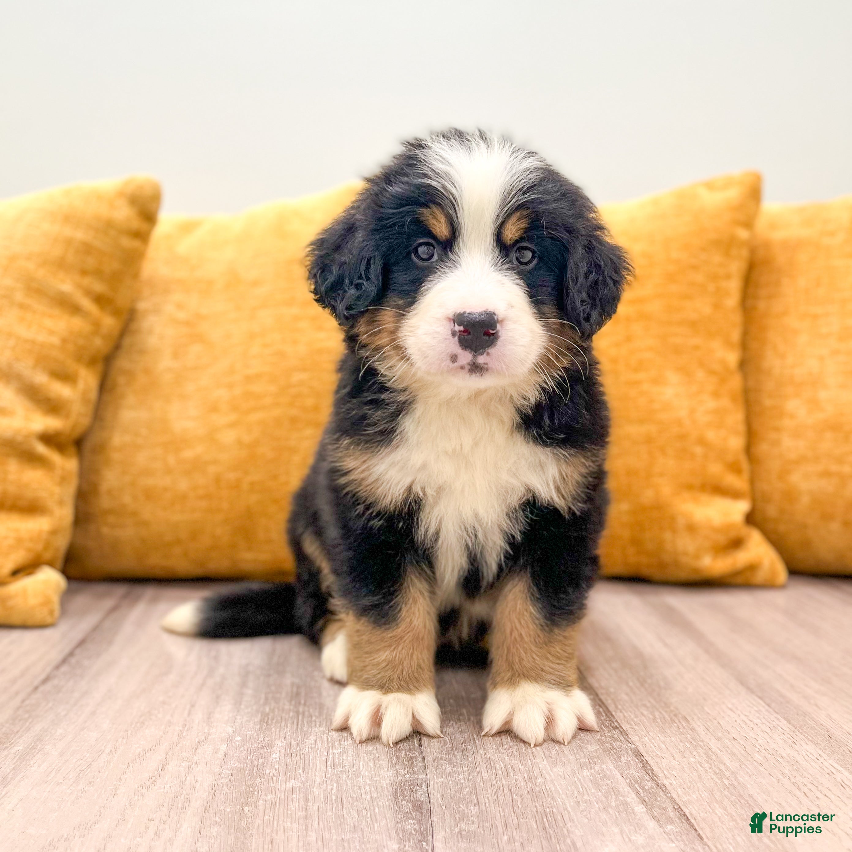 Bernese Mountain Dog dogs Colt - Ad 1