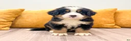 Bernese Mountain Dog dogs for sale: Colt - Ad 1