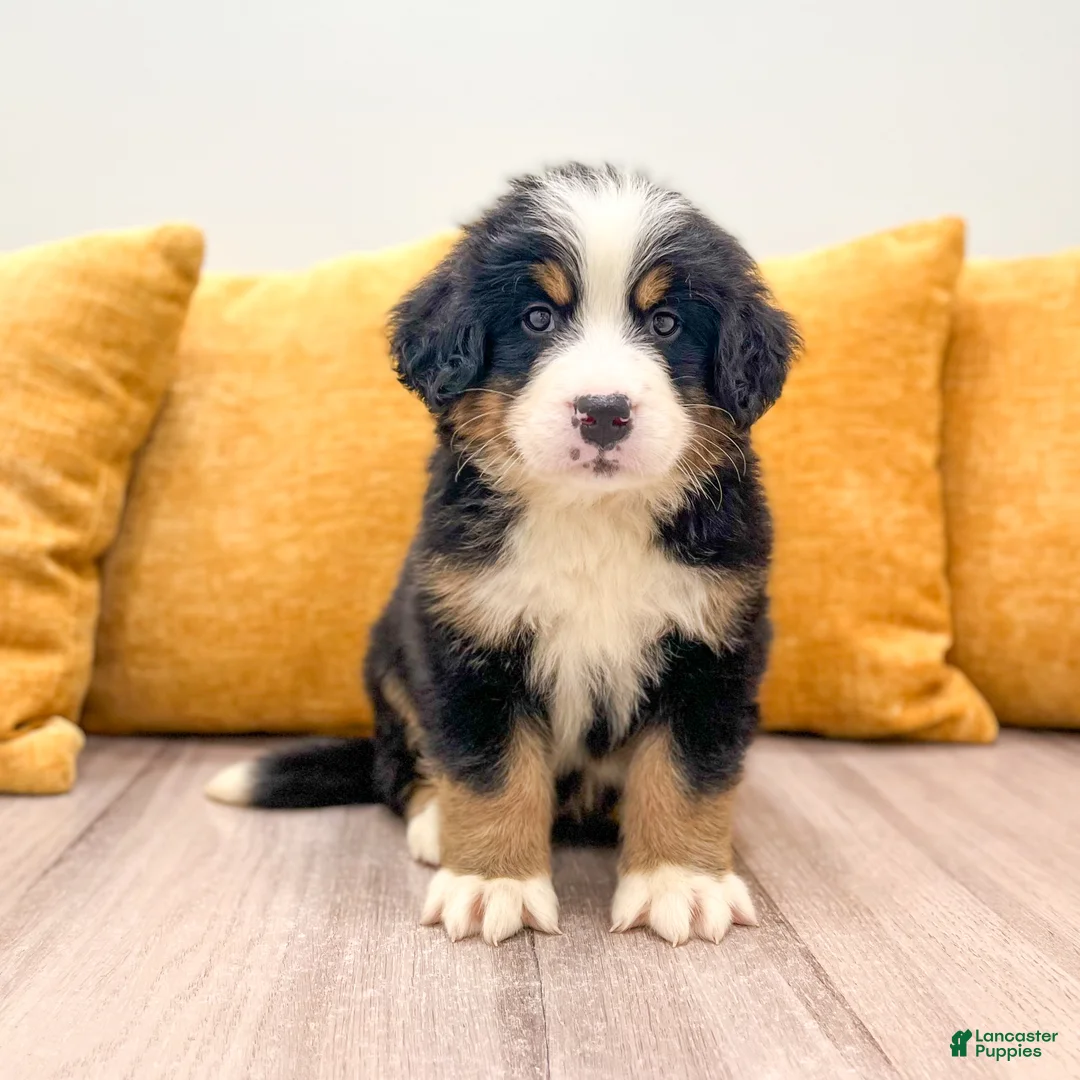 Bernese Mountain Dog dogs for sale: Colt - Ad 1