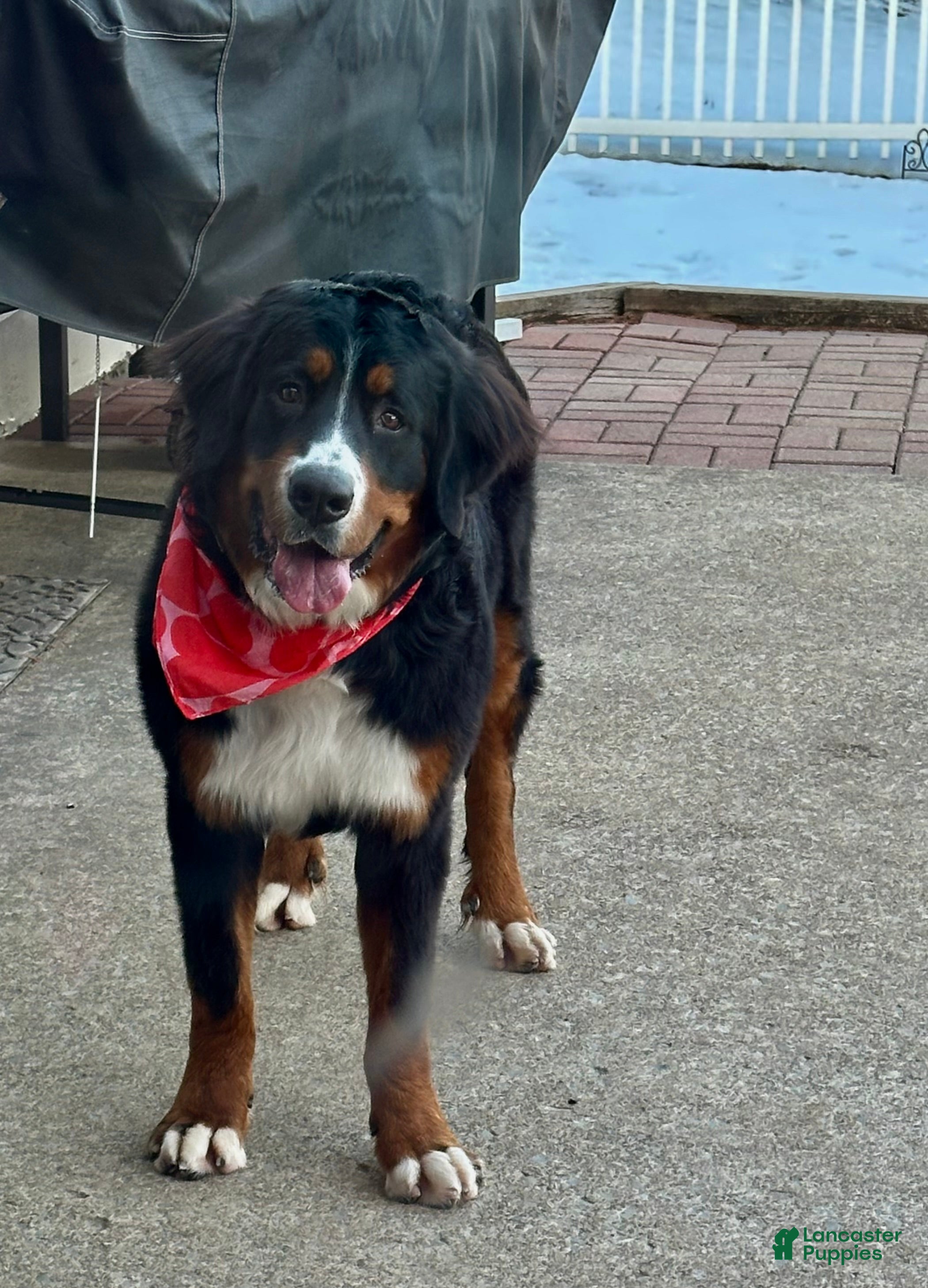 Bernese Mountain Dog dogs Gracie - Ad 2
