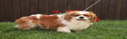Cavalier King Charles Spaniel dogs for sale: Benjamin  - Ad 3