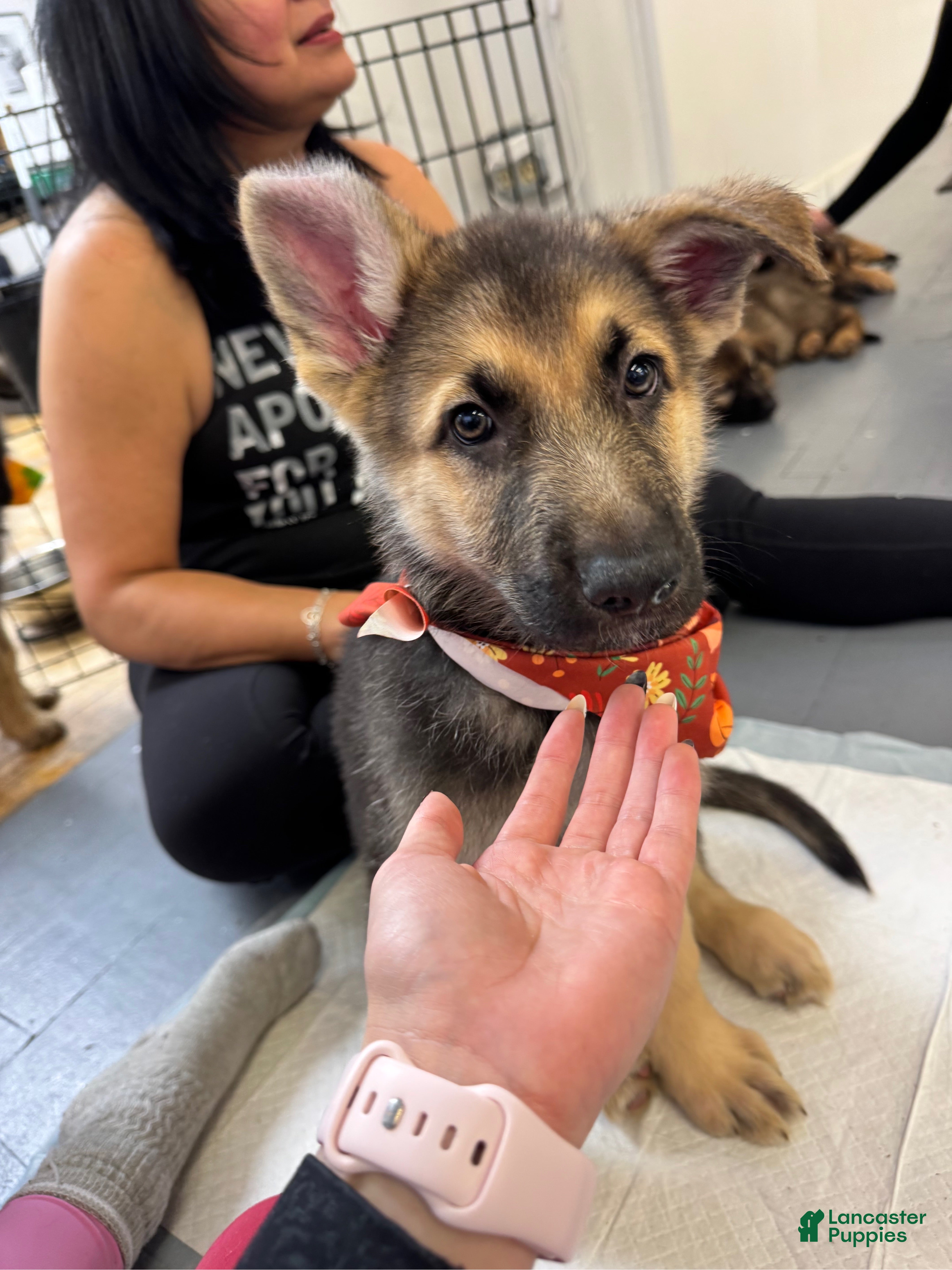 German Shepherd dogs Chopin - Ad 10