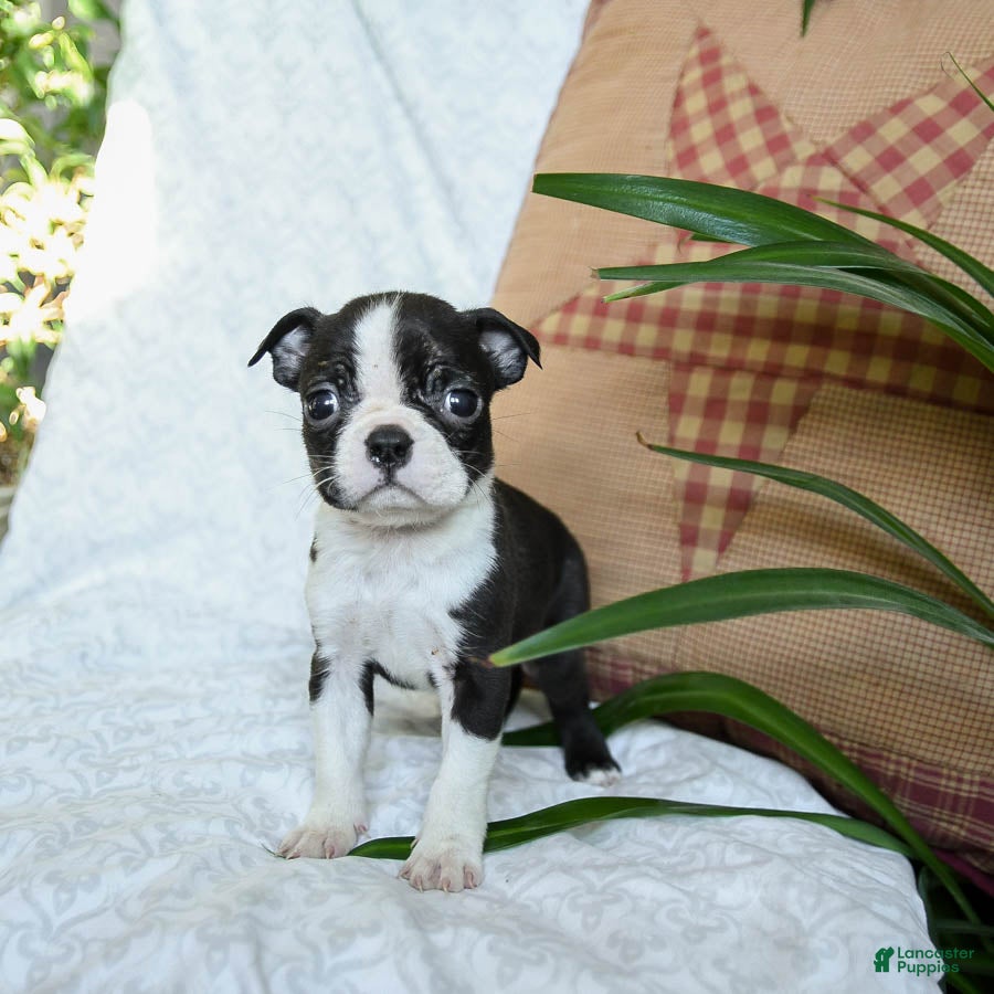 Boston Terrier dogs Honey - Ad 5