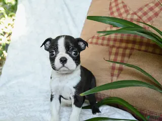 Boston Terrier dogs Honey - Ad 5