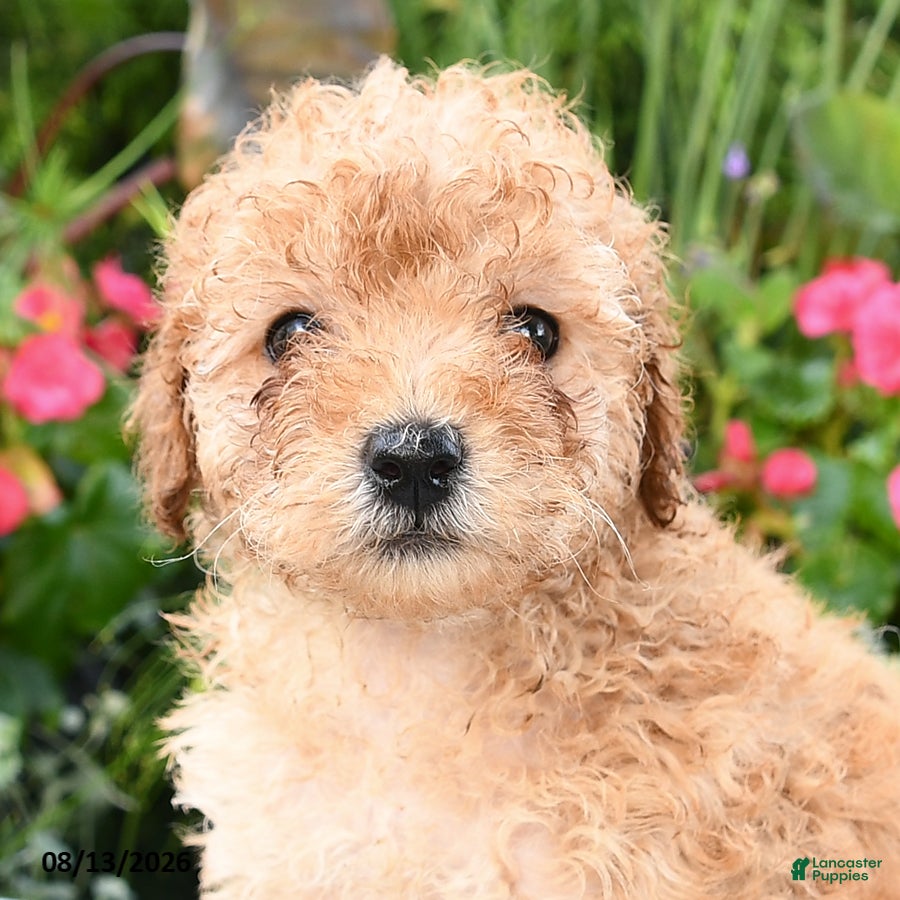 Toy Poodle dogs Pipkin - Ad 2