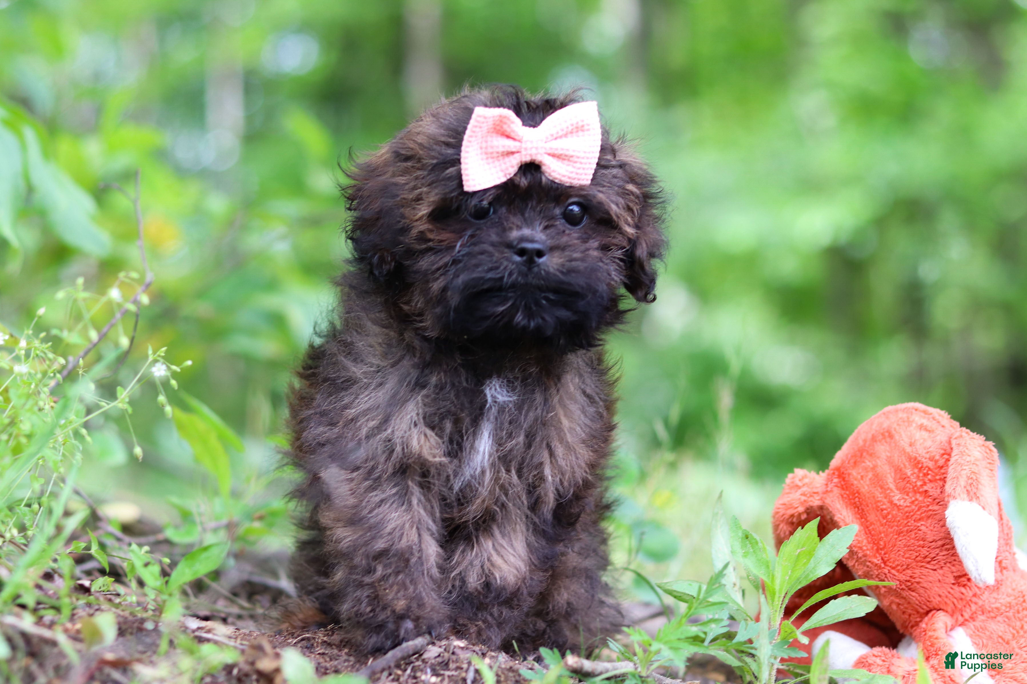 Shihpoo dogs Alice - Ad 1