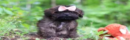 Shihpoo dogs for sale: Alice - Ad 1