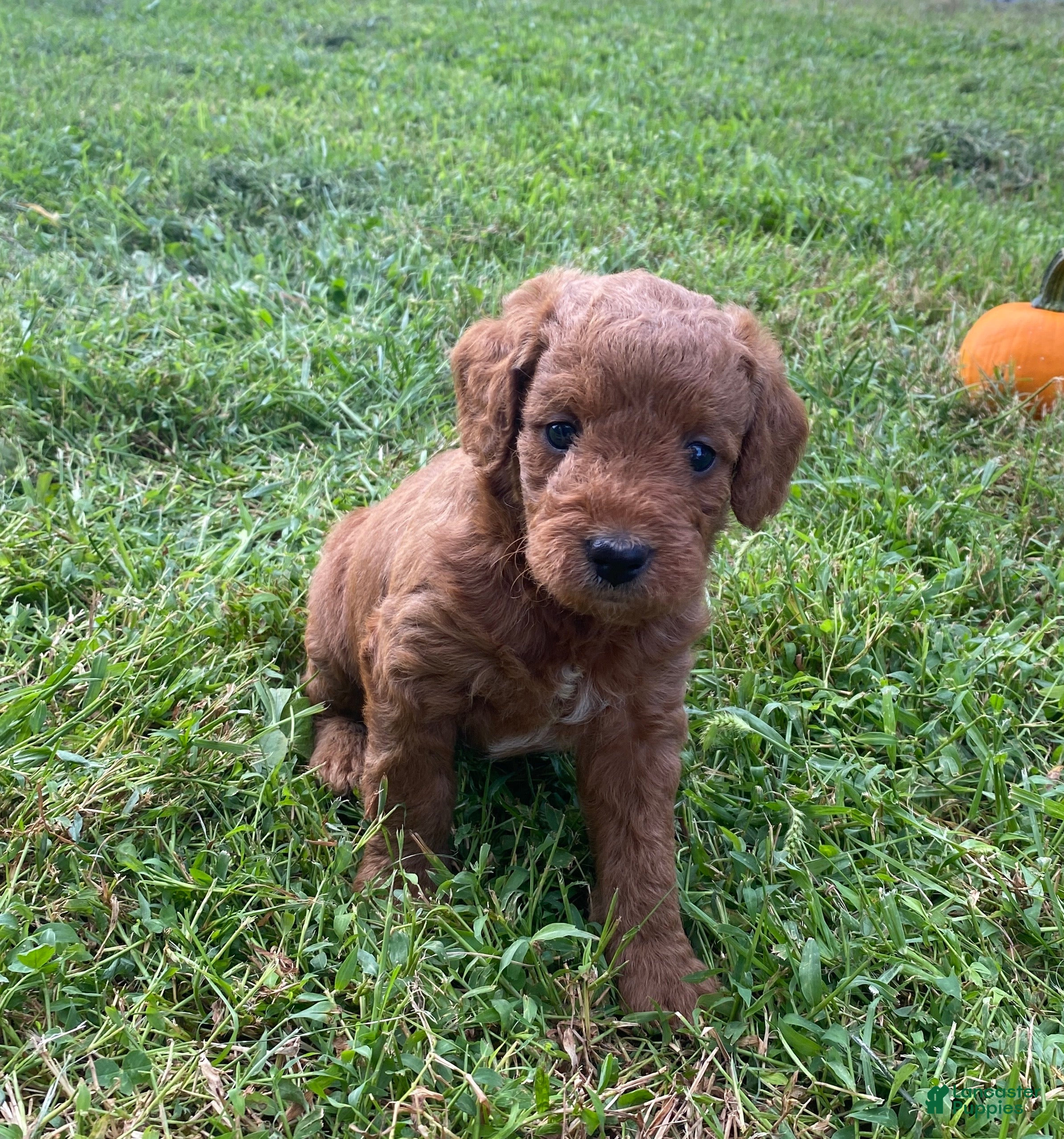 Miniature Labradoodle dogs London-mini red F1b - Ad 1