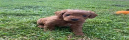 Miniature Labradoodle dogs for sale: London-mini red F1b - Ad 1
