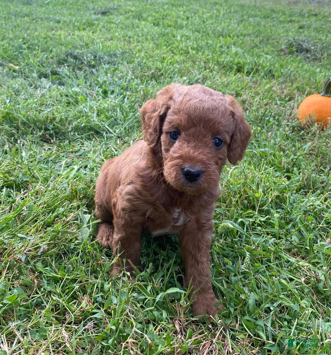 Miniature Labradoodle dogs for sale: London-mini red F1b - Ad 1