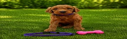 Standard Poodle dogs for sale: Daisy (Purple Collar) - Ad 2