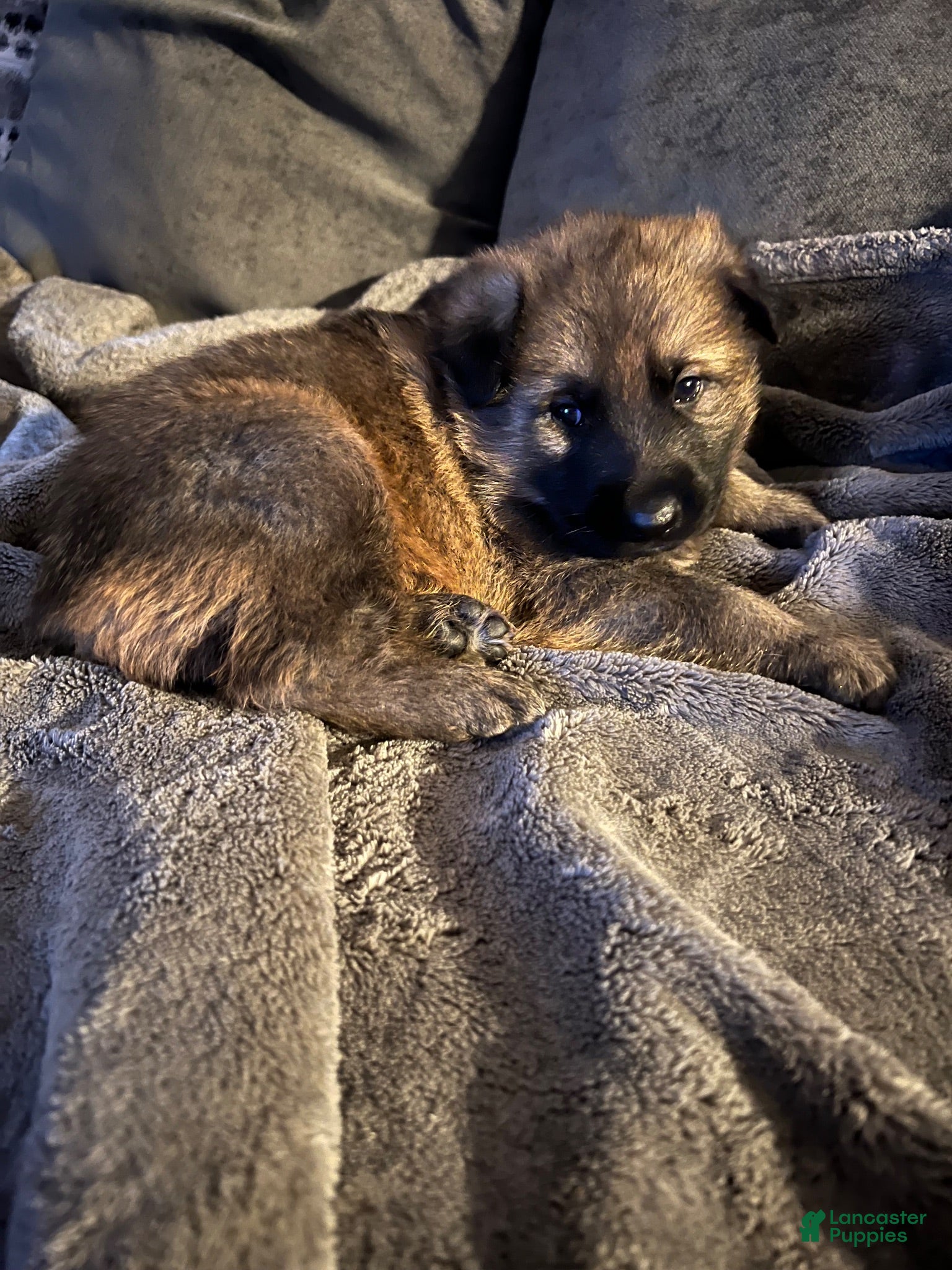 German Shepherd dogs German Shepherd 3 - Ad 3