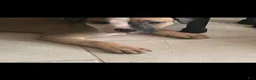American Pit Bull Terrier dogs for sale: American Pit Bull Terrier 1 - Ad 2
