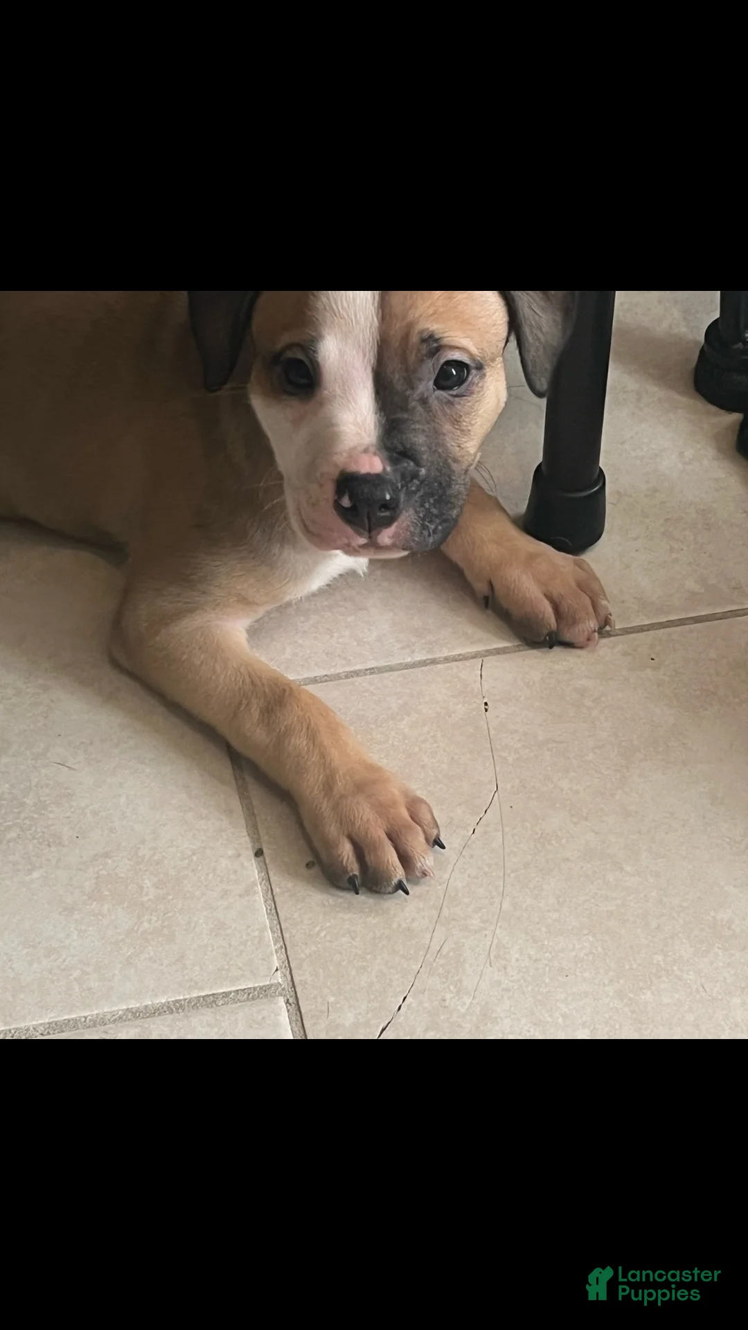 American Pit Bull Terrier dogs for sale: American Pit Bull Terrier 1 - Ad 2
