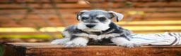 Miniature Schnauzer dogs for sale: Nicholas - Ad 2